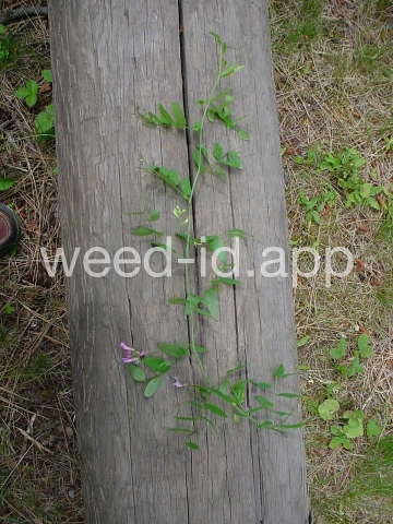 vetch, American